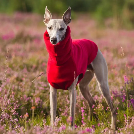 “Whippet wearing warm fleece winter vest in black – dog winter clothing”