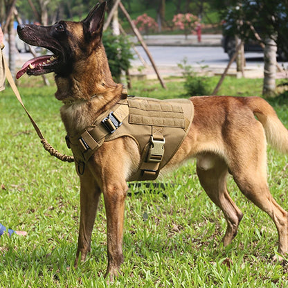 Durable training vest for Malinois – adjustable dog harness