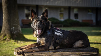Military-style dog harness for working and service dogs