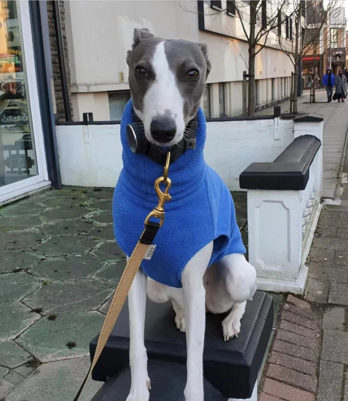 sighthound fleece coat